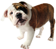 Shepherd Huntley Animal Clinic – Shepherd Montana – Community News, Shepherd High School Events, Weather, Sports, Business, Classifieds & More Shepherd Huntley Animal Clinic – Shepherd Montana – Community News, Shepherd High School Events, Weather, Sports, Business, Classifieds & More